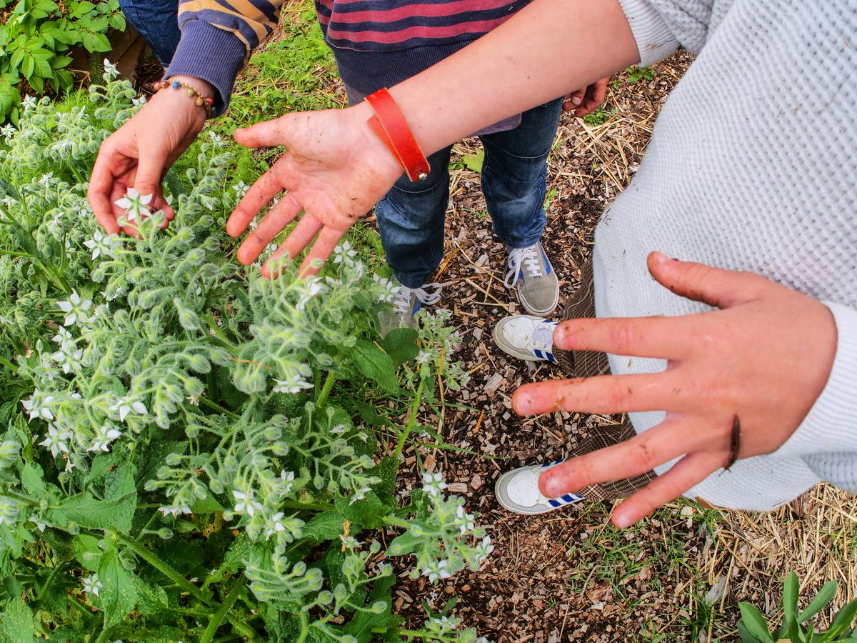 Les enfants ont mis les mains dans la terre pour « pailler » les pommes de terre du jardin de l’école Brana tous ensemble à la fin de ce temps d’échange.